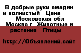 В добрые руки амадин и волнистый › Цена ­ 1 000 - Московская обл., Москва г. Животные и растения » Птицы   